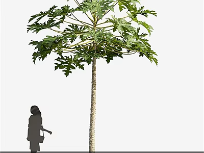 Tall Leafy Tree With Dense Green Foliage And Woman Silhouette Standing Nearby 3d model