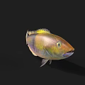 Vibrant Colorful Aquatic Fish With Yellow Green Blue Purple Body Fins And Tail