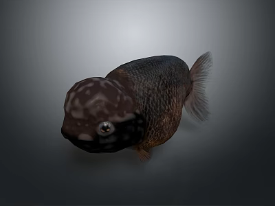 Unique Aquatic Fish With Dark Body Spotted Head Prominent Eyes And Fins 3d model