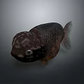 Unique Aquatic Fish With Dark Body Spotted Head Prominent Eyes And Fins