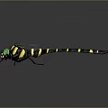Green Eyed Dragonfly With Yellow And Black Striped Body And Transparent Wings On Dark Background