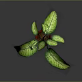 Green Variegated Plant in Red Pot on Black Metal Stand with Striped Leaves