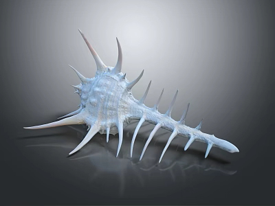 White Spiky Conch Shell 3D Rendering Isolated On Dark Background 3d model