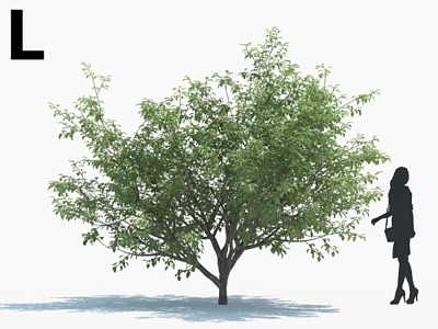 Lush Green Arbor Tree With Dense Foliage And Female Figure In Outdoor Space 3d model