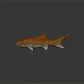 Red And Orange Spotted Fish 3D Modeled Aquatic Animal On Reflective Surface