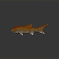 Modern Fish Carp 3d model