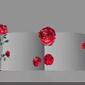 Stunning Photo Spot With Red Roses On Display Stand And White Background