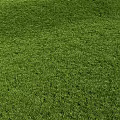 Lush Green Grass With Different Natural Plant Types In Lawn Close Up Views
