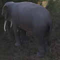 Grey Elephant With Large Ears And White Tusks In Natural Grassland Habitat
