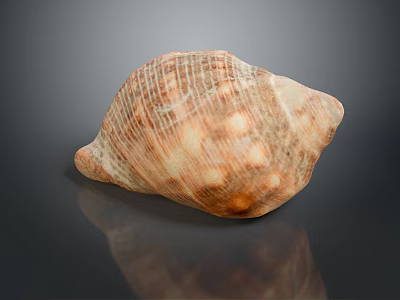 Natural Aquatic Animal Shell With Detailed Patterns And Textured Surface 3d model