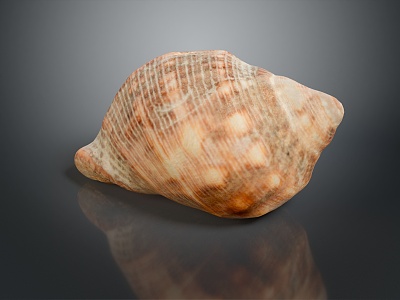 conch bone snail field snail shellfish marine animal fish freshwater fish marine fish animal 3d model