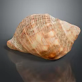 Natural Aquatic Animal Shell With Detailed Patterns And Textured Surface