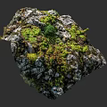 Natural Micro Terrain with Rock Surface Covered in Green Moss and Small Vegetation