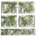 Lush Green Vines Climbing And Covering Chain Link Fence For Garden Decoration