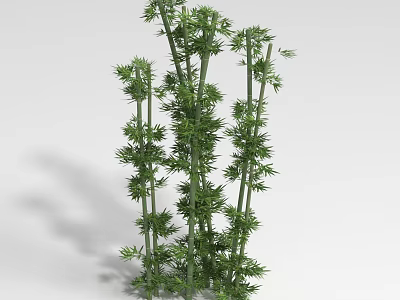 Green Bamboo Clusters With Tall Stems And Lush Fresh Leaves 3d model