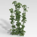 Green Bamboo Clusters With Tall Stems And Lush Fresh Leaves