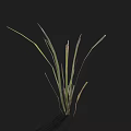 Fresh Green Grass With Long Narrow Leaves Against Dark Black Background 3d model