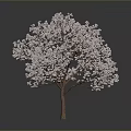 White Covered Tree With Brown Trunk Against Gray Background And Reflection On Dark Ground 3d model
