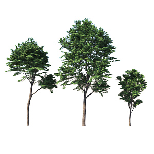 Tree 3d model