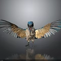 Vibrant Bird With Blue Head Spread Gold White Blue Feathers On Black Surface With Reflection 3d model