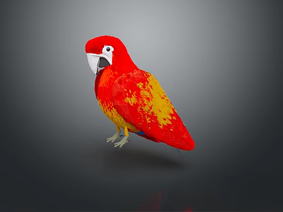 parrot xuanfeng parrot budgerigar monk parrot little sun parrot peony parrot senegal parrot 3d model