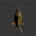 Shiny Golden Goldfish With Red Fins And Tail On Gray Background