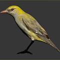 Small Bird With Yellow Head White Body Red Beak And Black Legs On Dark Background