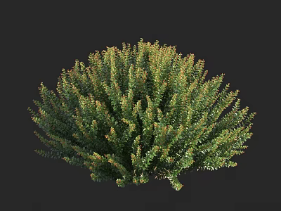 Dense Round Evergreen Arbor With Green And Orange Foliage For Garden Landscaping 3d model