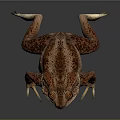 Realistic Spotted Toad With Large Eyes Leaping On Dark Background