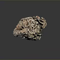 Aquatic Animal With Brown Ruffled Surface In Marine Underwater Environment