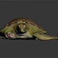 Colorful Sea Turtle With Vibrant Shell And Detailed Texture On Dark Background