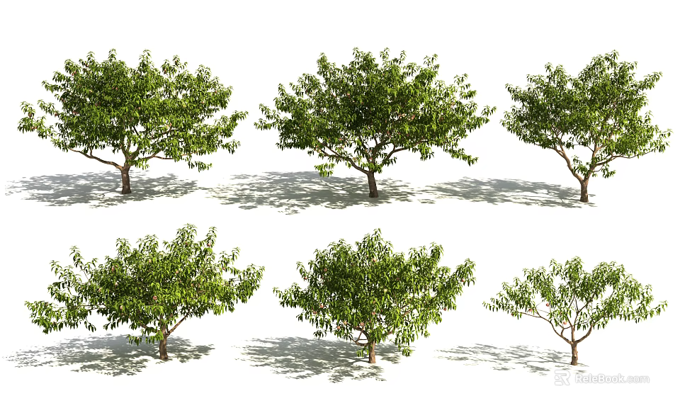 Different Arbor Tree Types Featuring Green Foliage and Varied Canopy Forms 3d model