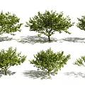 Different Arbor Tree Types Featuring Green Foliage and Varied Canopy Forms 3d model