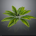Lush Green Plant Leaves With Vibrant Foliage Isolated On Dark Background