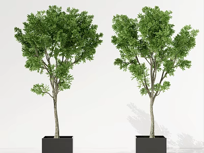 Two Green Arbor Trees with Lush Foliage in Black Square Planters on White Background 3d model