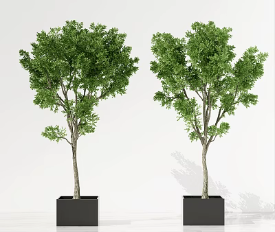 Two Green Arbor Trees with Lush Foliage in Black Square Planters on White Background 3d model