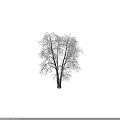 Snow Covered Bare Branches On Winter Tree With Gray Background 3d model