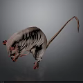 Hairless Rat with Pink Skin Red Eyes and Paws Long Thin Tail on Dark Background