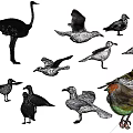 Various Flying Animals Such as Seagulls in Flight and Robin Standing Pose