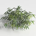 Lush Green Shrub With Dense Foliage And Vibrant Leaves In Natural Growth