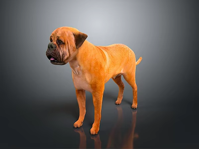 Brown Mastiff Dog Standing On Dark Reflective Floor In Studio 3d model