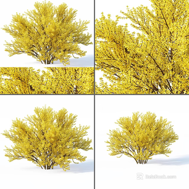 Vibrant Yellow Shrub With Lush Dense Foliage And Spring Blossoms 3d model 