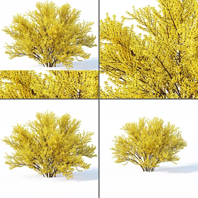 Vibrant Yellow Shrub With Lush Dense Foliage And Spring Blossoms 3d model