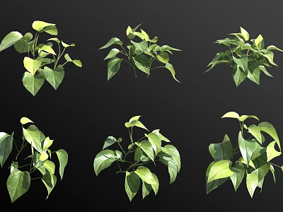 Green Plants in Various Forms Showcasing Yellow Green Gradient Leaves on Black Background 3d model