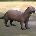 American mink American mink American mink carnivores Mammals of the family Mustelidae 3d model