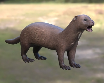 American mink American mink American mink carnivores Mammals of the family Mustelidae 3d model