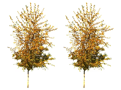 Two Deciduous Trees With Golden Yellow Leaves And White Trunks In Autumn 3d model