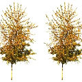 Two Deciduous Trees With Golden Yellow Leaves And White Trunks In Autumn