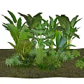 Lush Green Tropical Plants With Large Leaves And Diverse Foliage Types