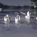 White Swans Swimming On Calm Water With Tree Reflections And Sunset Light